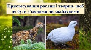 Пристосування тварин і рослин, щоб не бути з'їденими чи знайденими