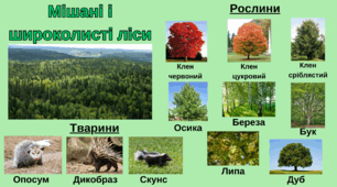 Рослинний і тваринний світ Північної Америки