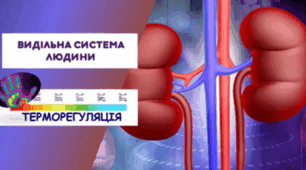 Контрольна робота "Виділення. Терморегуляція" ІІ варіант
