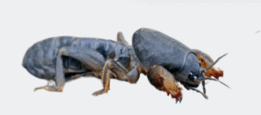 0603n92v-b381-261x115.png