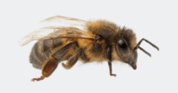 0603n936-2c18-259x136.png