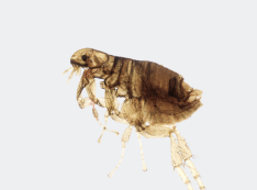 0603n99c-fc39-234x173.png