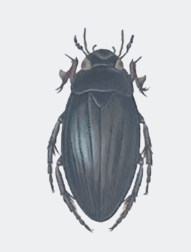 0603n99i-f85d-191x252.png