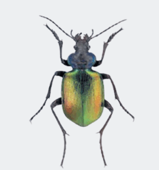 0603n99r-fab9-233x249.png