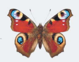 0603napf-709b-258x200.png