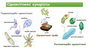 Представники одноклітинних рослин та твариноподібних організмів.
