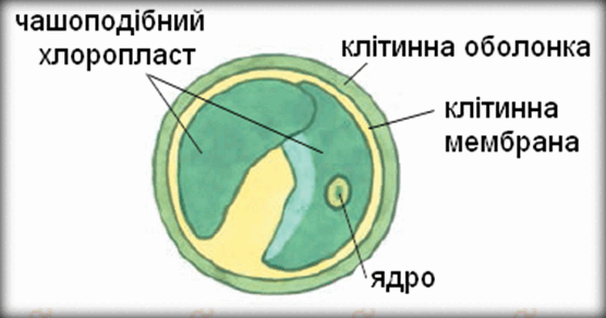 0603nc1z-21f6-556x292.png