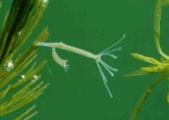 0603ne8o-8554-169x120.png