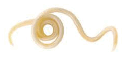0603njtd-2eca-270x114.png