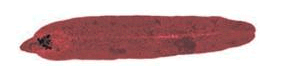 0603njtm-2d57-296x72.png
