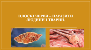 Презентація "Плоскі черви – паразити людини і тварин."