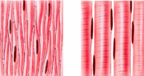 0603nmog-f80a-500x266.png