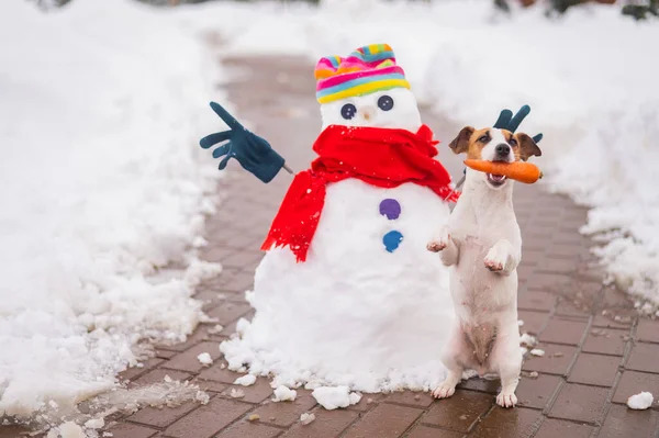 Winter funny Stock Photos, Royalty Free Winter funny Images | Depositphotos