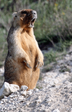 0603nojp-b86f-239x373.png