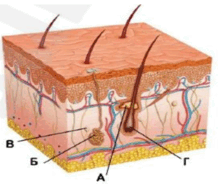 0603nr2v-1562-218x185.png
