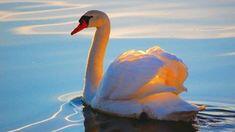 0603nzjm-0e2c-287x161.jpg