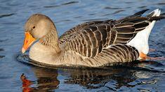 0603nzkf-d965-318x179.jpg