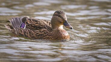 0603nzpt-be27-368x207.jpg