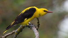 0603nzqb-0f18-297x167.jpg