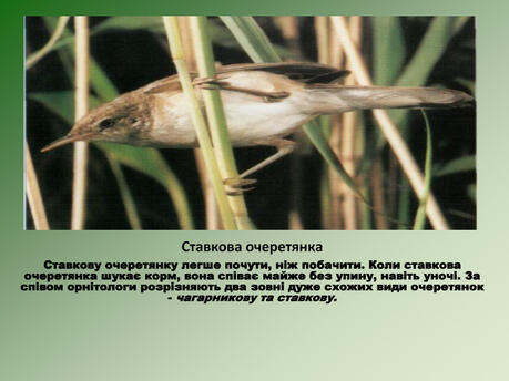 0603o0qk-5231-459x344.jpg