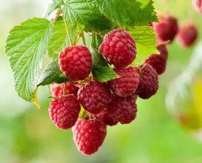 0603o16s-ae35-402x324.webp