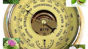 Рослини - синоптики.
