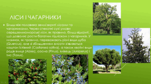 Зона вічнозелених твердолистих лісів і чагарників
