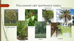 ЗОНА ПЕРЕМІННО-ВОЛОГИХ (МУСОННИХ) ЛІСІВ