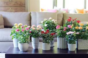 0603oggf-c0c0-307x204.jpg