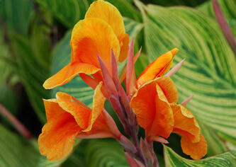 0603ogjo-3576-333x236.jpg
