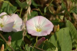 0603ogqi-f4c7-259x172.jpg