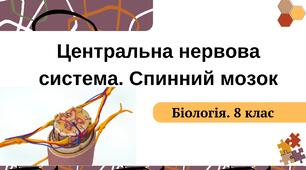 Тестові завдання з теми "Центральна нервова система. Спинний мозок". 8 клас