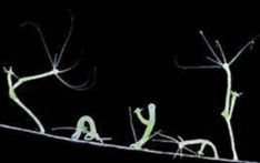 0603oiq6-a142-234x147.png