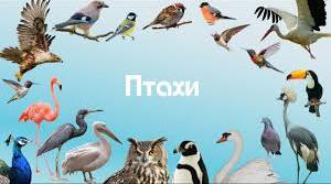 Тест "Знавці птахів"