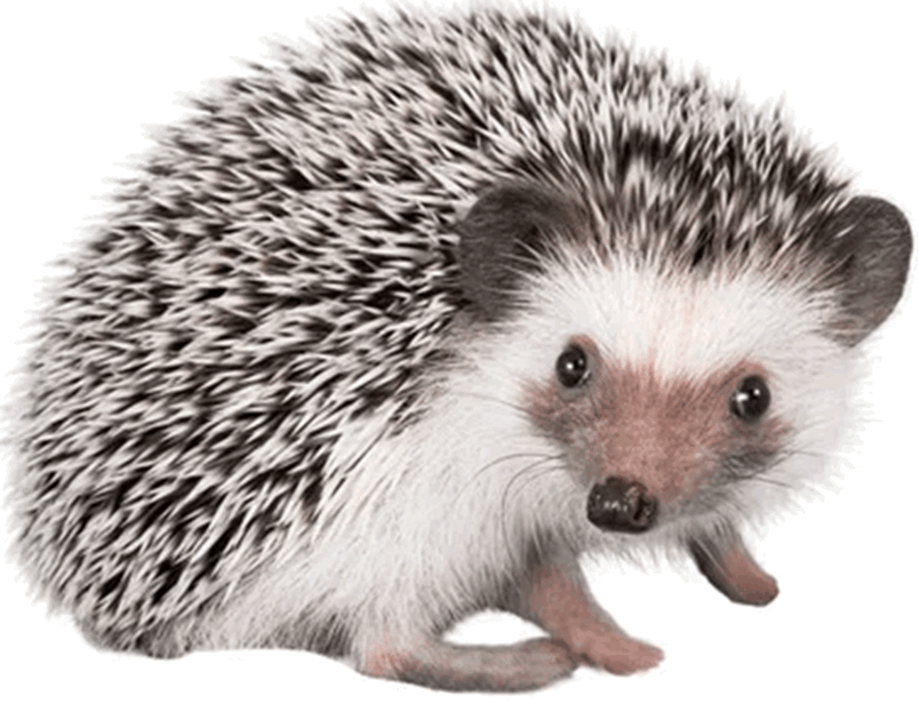 0603oloo-ed7a-918x703.png