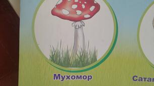 Світ 🍄 грибів 