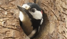 0603ox0r-2d9a-218x128.png