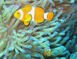 0603ox2i-b07b-160x122.png