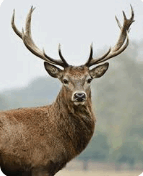 0603ox39-f095-143x176.png