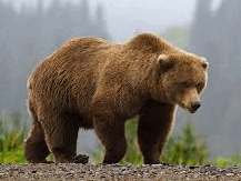 0603ox3k-8cb9-217x163.png