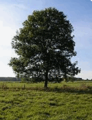 0603ox48-3aee-164x213.png