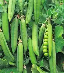 Pea, Shelling ‘Onward’ (Pisum sativum) - Lambley Nursery