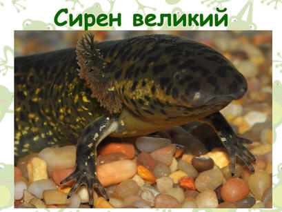 0603ozan-cb5d-409x307.jpg