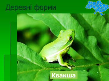 0603ozgl-58f6-365x274.jpg