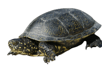 0603p0yy-0890-329x247.png