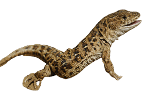 0603p130-362c-291x215.png