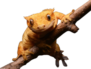 0603p13y-2831-298x228.png