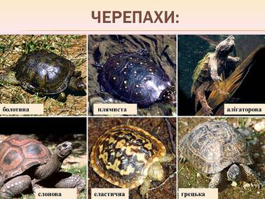 0603p1wh-61a5-378x284.jpg