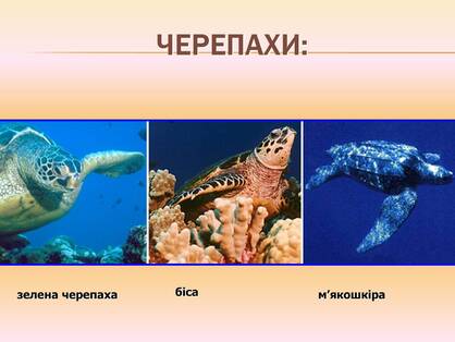 0603p1x0-fc80-418x314.jpg