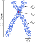 0603p54z-1499-116x143.png